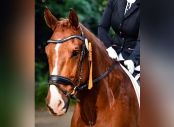 Caballo de deporte alemán, Caballo castrado, 15 años, 175 cm, Alazán