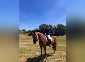 Caballo de deporte alemán, Caballo castrado, 15 años, 175 cm, Alazán