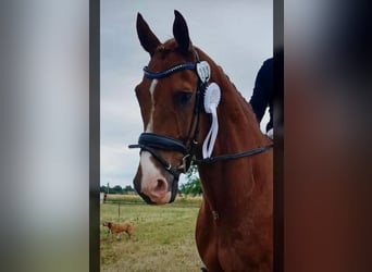 Caballo de deporte alemán, Caballo castrado, 15 años, 175 cm, Alazán