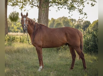 Caballo de deporte alemán, Caballo castrado, 15 años, 178 cm, Alazán