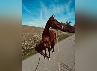 Caballo de deporte alemán, Caballo castrado, 15 años, 180 cm, Castaño