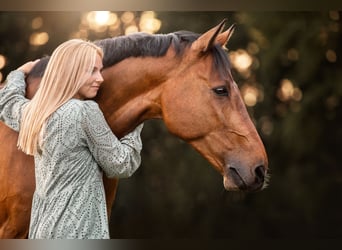 Caballo de deporte alemán, Caballo castrado, 16 años, 167 cm, Castaño