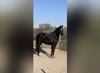 Caballo de deporte alemán, Caballo castrado, 16 años, 170 cm, Negro