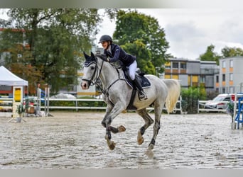 Caballo de deporte alemán, Caballo castrado, 16 años, 170 cm, Tordo