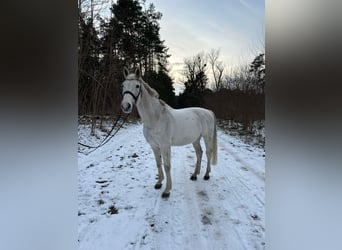 Caballo de deporte alemán, Caballo castrado, 16 años, 170 cm, Tordo picazo
