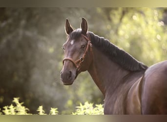 Caballo de deporte alemán, Caballo castrado, 16 años, 174 cm, Castaño