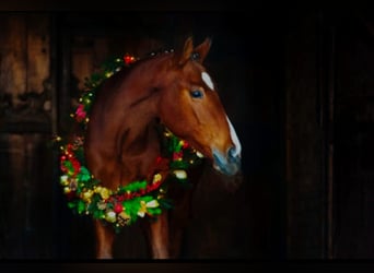 Caballo de deporte alemán, Caballo castrado, 17 años, 170 cm, Castaño