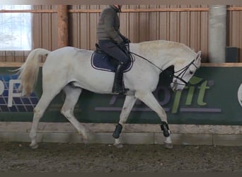 Caballo de deporte alemán, Caballo castrado, 17 años, 178 cm, Tordo