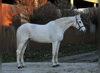Caballo de deporte alemán, Caballo castrado, 17 años, 178 cm, Tordo