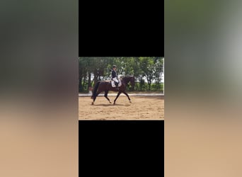 Caballo de deporte alemán, Caballo castrado, 17 años, Morcillo