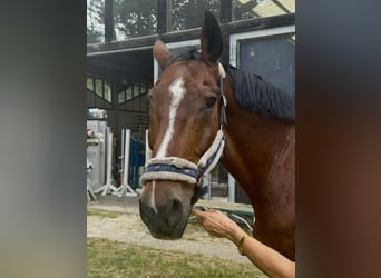Caballo de deporte alemán, Caballo castrado, 18 años, 170 cm, Castaño
