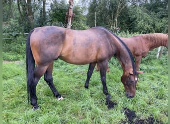 Caballo de deporte alemán, Caballo castrado, 18 años, 180 cm, Castaño oscuro