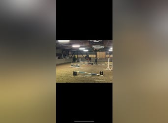 Caballo de deporte alemán, Caballo castrado, 19 años, 172 cm, Castaño