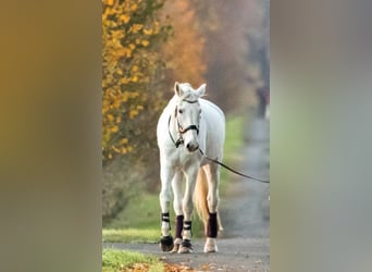 Caballo de deporte alemán, Caballo castrado, 19 años, 182 cm, Tordo