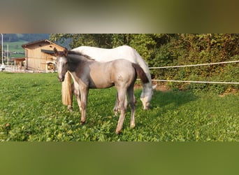 Caballo de deporte alemán, Caballo castrado, 1 año, 175 cm, Tordillo negro