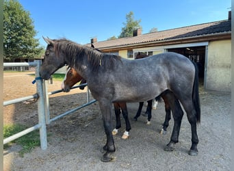 Caballo de deporte alemán, Caballo castrado, 1 año, 175 cm, Tordillo negro