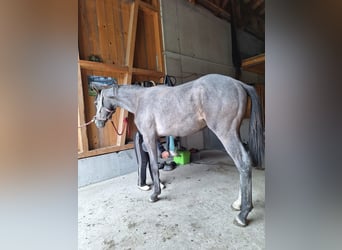 Caballo de deporte alemán, Caballo castrado, 1 año, 175 cm, Tordillo negro