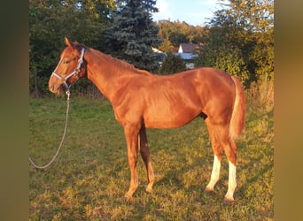 Caballo de deporte alemán, Caballo castrado, 1 año, Alazán