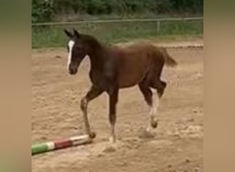 Caballo de deporte alemán, Caballo castrado, 1 año, Alazán