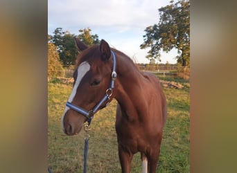 Caballo de deporte alemán, Caballo castrado, 1 año, Alazán