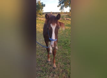 Caballo de deporte alemán, Caballo castrado, 1 año, Alazán