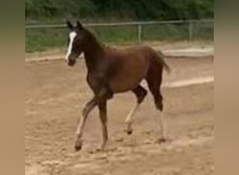 Caballo de deporte alemán, Caballo castrado, 1 año, Alazán