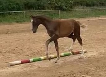 Caballo de deporte alemán, Caballo castrado, 1 año, Alazán