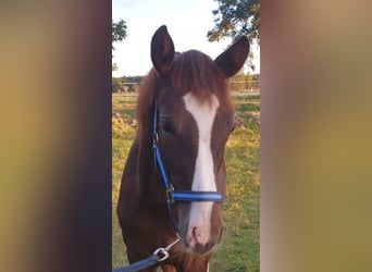 Caballo de deporte alemán, Caballo castrado, 1 año, Alazán