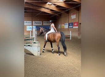 Caballo de deporte alemán, Caballo castrado, 20 años, 164 cm, Castaño
