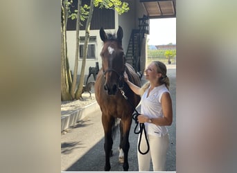 Caballo de deporte alemán, Caballo castrado, 20 años, 164 cm, Castaño