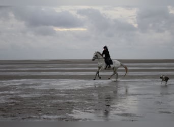 Caballo de deporte alemán, Caballo castrado, 20 años, 165 cm, Tordo