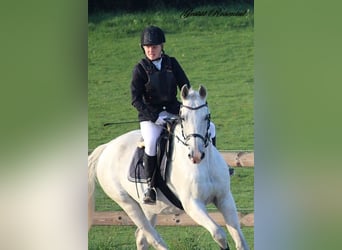 Caballo de deporte alemán, Caballo castrado, 20 años, 165 cm, Tordo