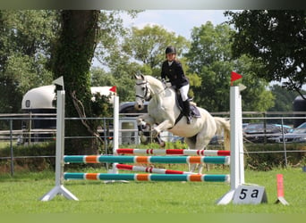 Caballo de deporte alemán, Caballo castrado, 20 años, 165 cm, Tordo