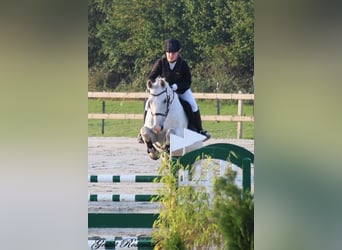 Caballo de deporte alemán, Caballo castrado, 20 años, 165 cm, Tordo