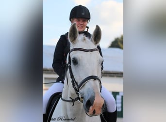 Caballo de deporte alemán, Caballo castrado, 20 años, 165 cm, Tordo