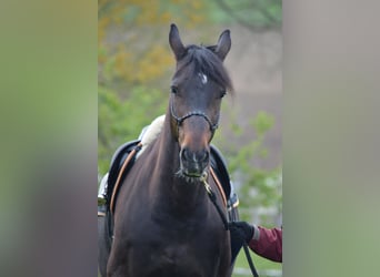 Caballo de deporte alemán, Caballo castrado, 20 años, 175 cm, Castaño oscuro