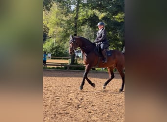 Caballo de deporte alemán, Caballo castrado, 21 años, 162 cm, Castaño