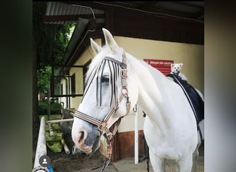 Caballo de deporte alemán, Caballo castrado, 21 años, 165 cm, Tordo rodado