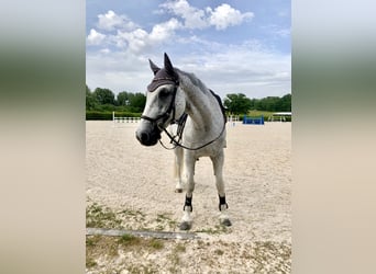 Caballo de deporte alemán, Caballo castrado, 21 años, 168 cm, Tordo picazo