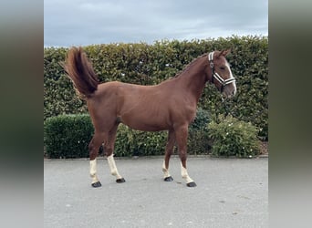 Caballo de deporte alemán, Caballo castrado, 2 años, 155 cm, Alazán