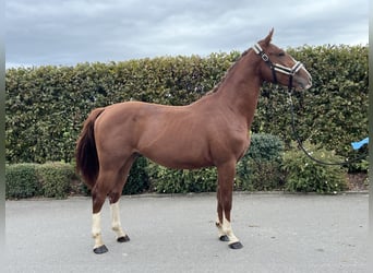 Caballo de deporte alemán, Caballo castrado, 2 años, 155 cm, Alazán
