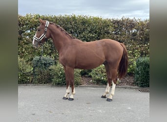 Caballo de deporte alemán, Caballo castrado, 2 años, 155 cm, Alazán