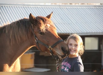 Caballo de deporte alemán Mestizo, Caballo castrado, 2 años, 155 cm, Castaño