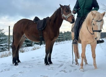 Caballo de deporte alemán Mestizo, Caballo castrado, 2 años, 155 cm, Castaño