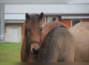 Caballo de deporte alemán Mestizo, Caballo castrado, 2 años, 155 cm, Castaño