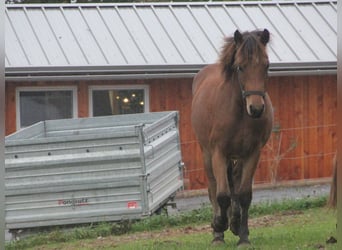 Caballo de deporte alemán Mestizo, Caballo castrado, 2 años, 155 cm, Castaño