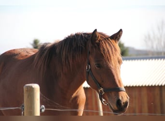 Caballo de deporte alemán Mestizo, Caballo castrado, 2 años, 155 cm, Castaño