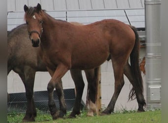 Caballo de deporte alemán Mestizo, Caballo castrado, 2 años, 155 cm, Castaño