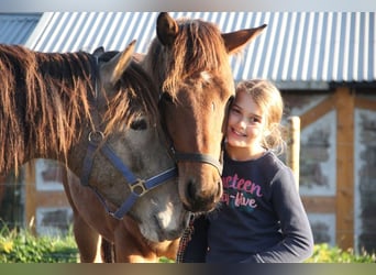 Caballo de deporte alemán Mestizo, Caballo castrado, 2 años, 155 cm, Castaño