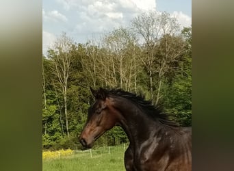 Caballo de deporte alemán, Caballo castrado, 2 años, 162 cm, Castaño